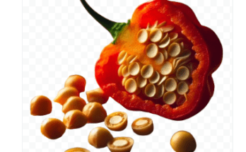 Scotch Bonnet Pepper Seeds