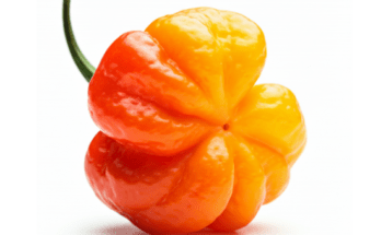 Difference between red and yellow scotch bonnet pepper