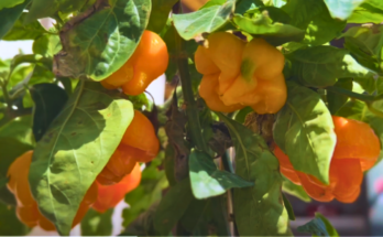 What is a Scotch bonnet chili pepper?