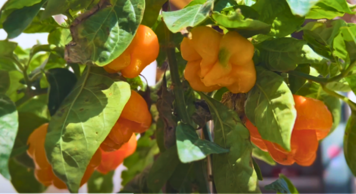 What is a Scotch bonnet chili pepper?