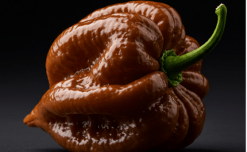 Chocolate scotch bonnet pepper