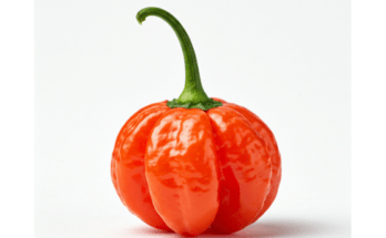 Grace Scotch Bonnet