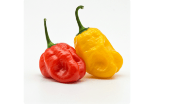 Jamaican Yellow Pepper vs Scotch Bonnet