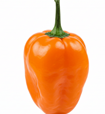 orange scotch bonnet pepper