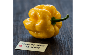 Yellow Scotch Bonnet Pepper Scoville