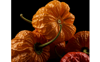 Scotch Bonnet Shells